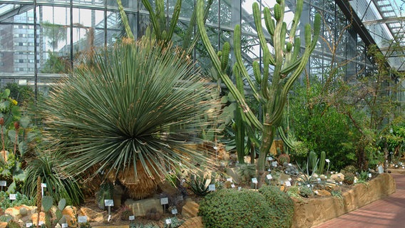 Kakteen im "Amerika-Haus des Botanischen Gartens Kiel. © Uni Kiel Foto: Jürgen Haacks