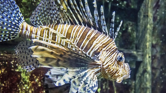 Ein Pazifischer Rotfeuerfisch schwimmt in einem Becken des Geomar Aquariums in Kiel. © IMAGO Foto: Martin Bäuml Fotodesign