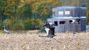 Kraniche vor dem Kranorama, einer Beobachtungsplattform aus Holz. © imago images Foto: Karina Hessland