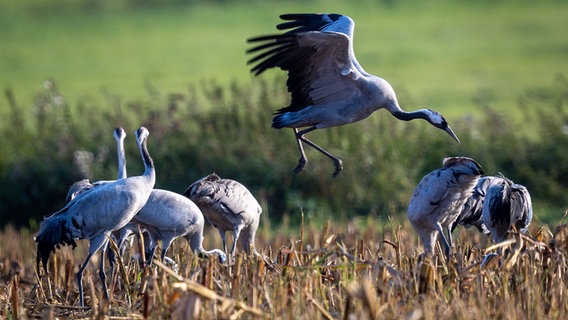 Kraniche suchen auf einem abgeernteten Maisfeld nach Futter. © picture alliance/dpa Foto: Jens Büttner