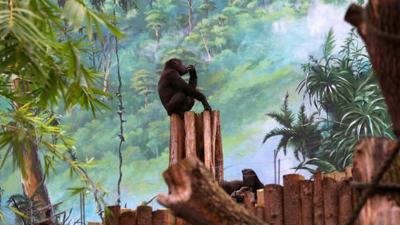 Ein junger Gorilla sitzt im Darwineum in Rostock auf einem Baumstamm. © picture alliance / ZB Foto: Bernd Wüstneck