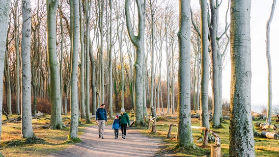 Eine Familie macht einen Spaziergang durch den Gespensterwald bei Nienhagen. © Tourismusverband MV Foto: Erik Gross