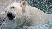 Eisbär im Polarium des Zoos Rostock. © dpa-Bildfunk Foto: Stefan Sauer/dpa