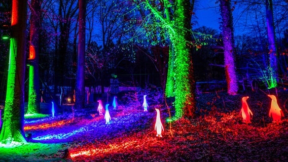 Lichtinstallation mit Pinguinen im Zoo Rostock. © picture alliance/dpa Foto: Jens Büttner