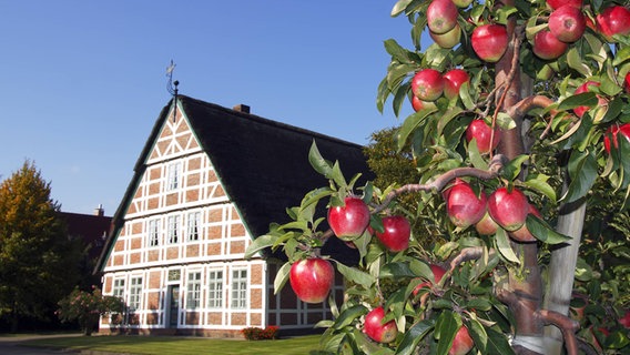 Ein Baum voller reifer Äpfel steht vor einem Fachwerkhaus im Alten Land. © imago/imagebroker/de Cuveland 