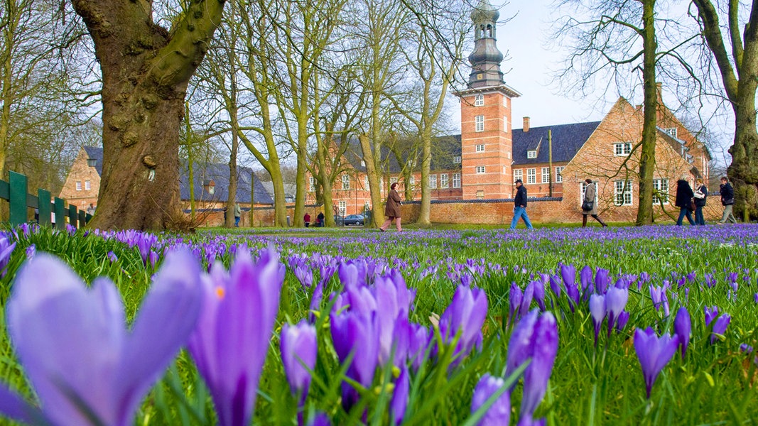 Krokusblütenfest 2024 in Husum: Das Schloss im Blütenmeer  NDR.de 