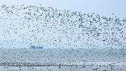 Ein Schwarm Zugvögel über der Nordsee im Nationalpark Niedersächsisches Wattenmeer. © imago images / imageBROKER Foto: Wilfried Wirth