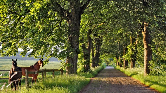 Allee mit Kopfsteinpflaster bei Sellin auf Rügen, daneben eine Weide mit Pferden. © imago images/NBL Bildarchiv 