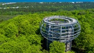 Der Aussichtsturm des Baumwipfelpfades im Naturerbe-Zentrum Rügen inmitten von Baumkronen © picture alliance/dpa | Jens Büttner Foto: Jens Büttner