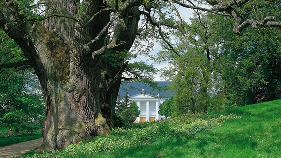 Ein mächtiger Baum im Schlosspark von Putbus, dahinter ein historisches Gebäude. © TMV Foto: Thomas Grundner