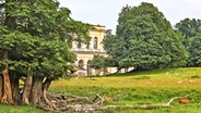 Der Schlosspark von Putbus mit Hirschen, einem Baum und einem historischen Gebäude. © TMV Foto: Gohlke