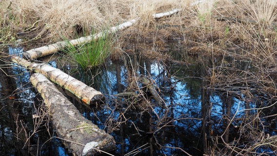 Abgestorbene Bäume liegen im Naturschutzgebiet Schnaakenmoor im Wasser. © NDR Foto: Anja Deuble