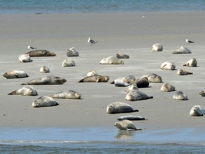 Das Wattenmeer Ein Einzigartiger Lebensraum Ndr De Ratgeber Reise Wattenmeer