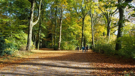 Spaziergänger gehen über einen mit Laub bedeckten Weg in den Hamburger Stadtpark, Sonnenlicht bringt die Farben zum Leuchten. © NDR Foto: Anja Deuble