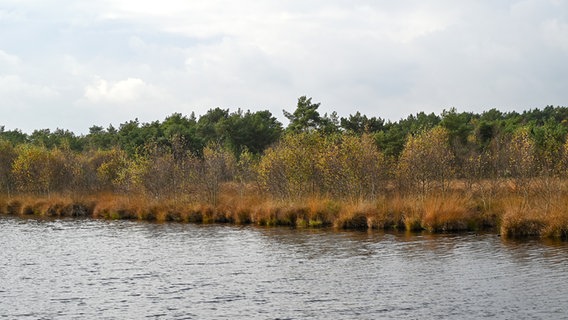 Birken, Gräser und ein Wald an einem kleinen See im Teufelsmoor. © NDR Foto: Anja Deuble