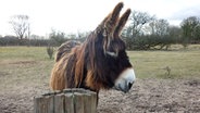 Poitou-Esel im Tierpark Arche Warder. © NDR Foto: Kathrin Weber