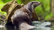 Ein Fischotter sitzt im Otterzentrum Hankensbüttel auf einem Baumstamm am Wasser. © dpa-Bildfunk Foto: Sebastian Kahnert