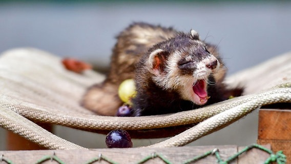 Ein Frettchen im Tiergarten Neustrelitz. © Tiergarten Neustrelitz Foto: Peggy Schröder