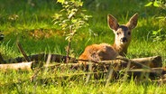 Rehkitz im Wildpark Mölln © Mölln Tourismus 