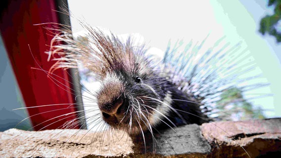 Ein Stachelschwein im Tiergarten Neustrelitz. © Tiergarten Neustrelitz Foto: Peggy Schröder