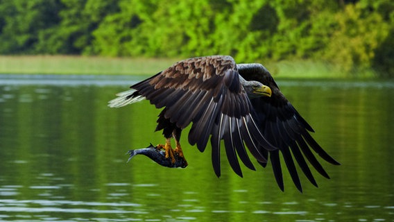 Ein Seeadler fliegt mit seiner Beute über die Peene bei Demmin. © TMV/Grundner 