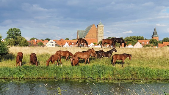 Vor dem Stadtpanorama von Verden an der Aller grasen Pferde. © Deutsches Pferdemuseum e.V. , Stadtarchiv Verden 