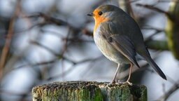 Ein Rotkehlchen sitzt auf einen Baumstumpf