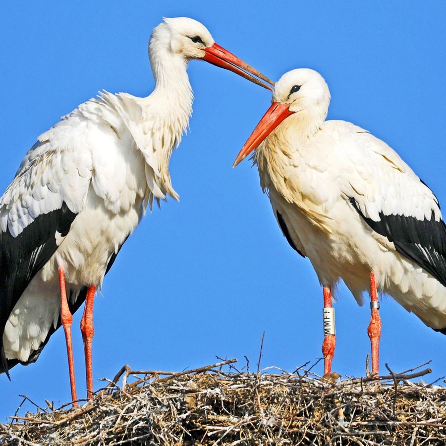 An Der Elbe Entlang Zu Den Storchen