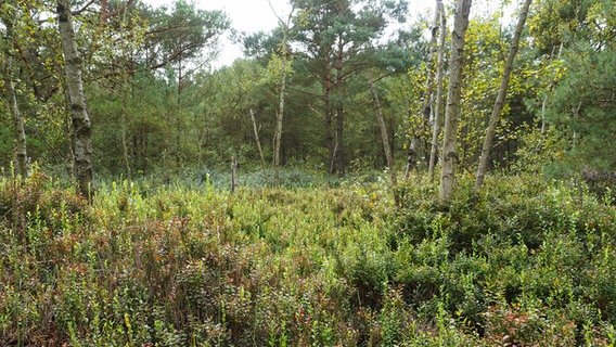 Birken, Kiefern und Blaubeeren am Moorlehrpfad (begehbar vom 15. Juni bis zum 30. September) im Teufelsmoor am Gleisendamm. © NDR Foto: Anja Deuble