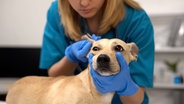 Eine Tierärztin untersucht einen Hund am Ohr. © Colourbox Foto: Levgen Chabanov