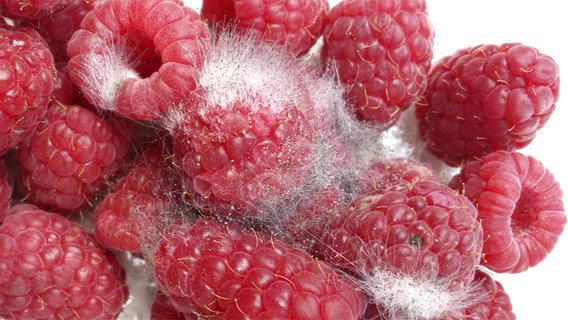 Himbeeren mit deutlichem Schimmelbefall. © picture alliance / blickwinkel/fotototo | fotototo 