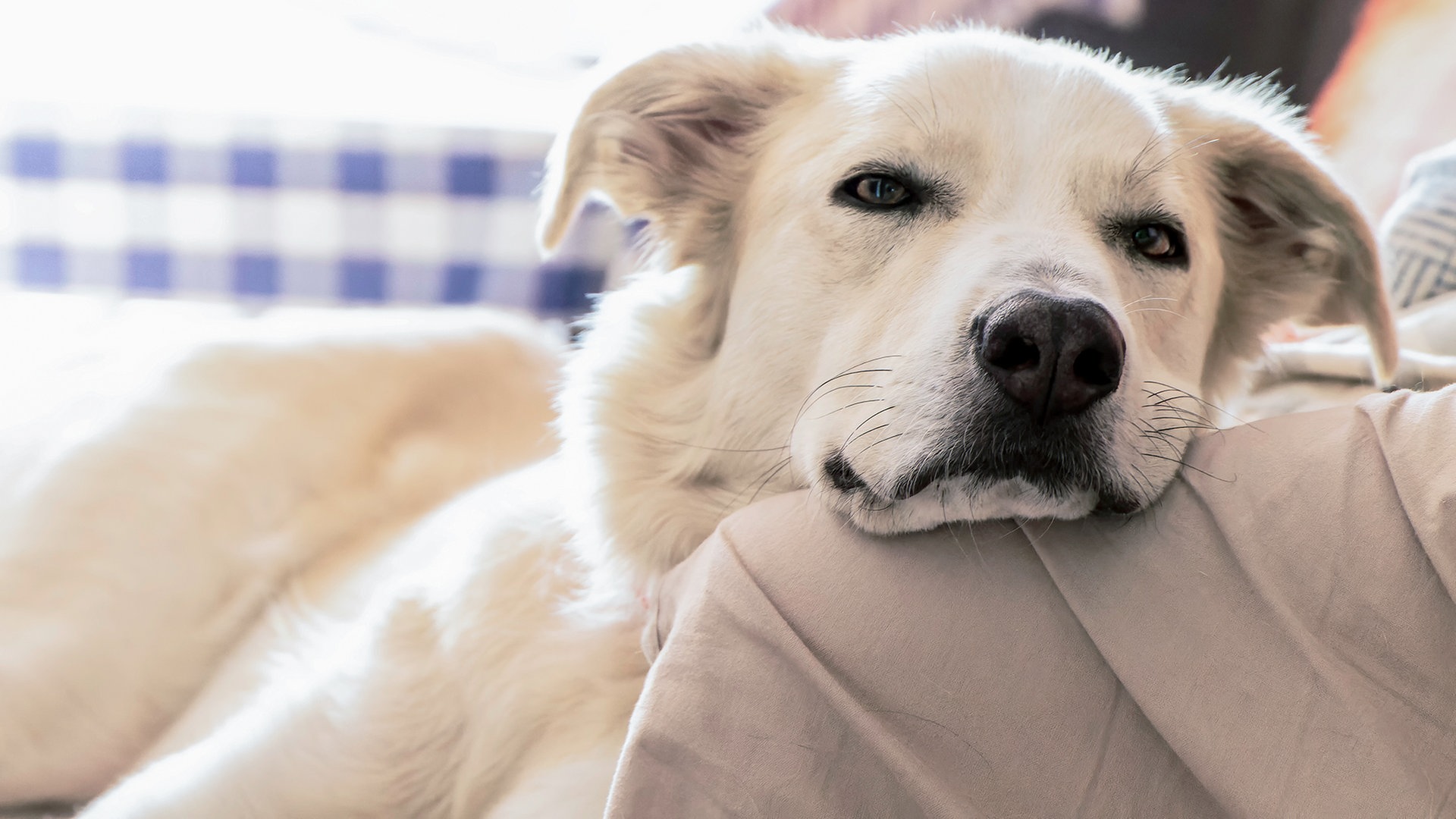 Demenz bei Hunden: Symptome erkennen behandeln | NDR.de - Ratgeber -