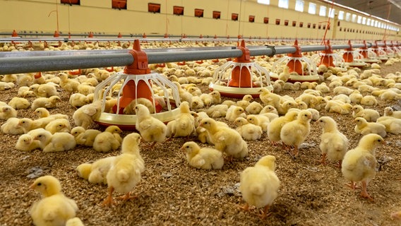 Viele kleine gelbe Küken hocken auf dem eingestreuten Boden. © picture alliance / Countrypixel | FRP 