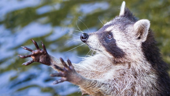 Ein Waschbär hält die Pfoten hoch. © Colourbox Foto: #30318