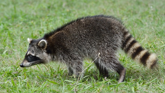 Ein Waschbär läuft über eine Wiese. © Colourbox Foto: by #2272