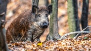 Ein Wildschwein im Wald. © Colourbox Foto: -