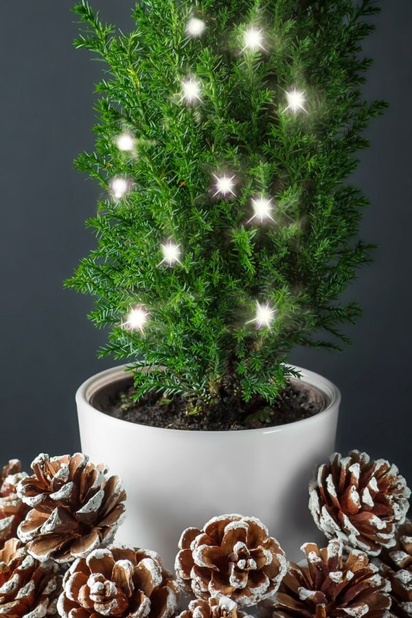 Mini Weihnachtsbaum Im Topf Für Balkon Und Terrasse Ndrde