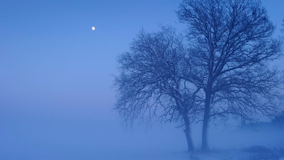 Bäume mit aufgehendem Mond in melancholischer, winterlicher Landschaft. © picture alliance / imageBROKER Foto:  Willi Rolfe