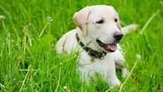 Labrador Retriever © Colourbox Foto: Alena Ozerova