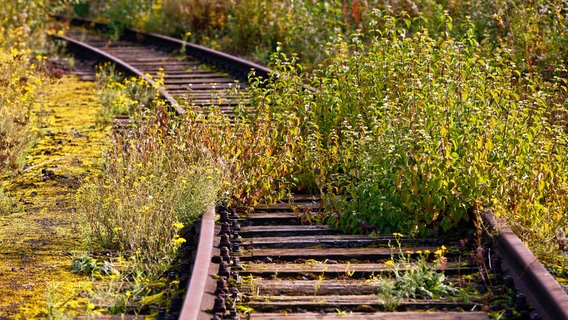 Stillgelegte Schienen, die mit Unkraut und Blumen überwachsen sind. © picture alliance / blickwinkel Foto: S. Ziese