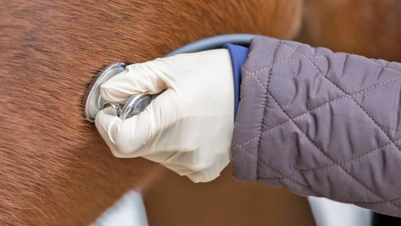 Ein Tierarzt untersucht ein Pferd (Symbolfoto) © IMAGO / Photocase Foto: -