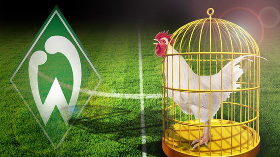 Ein Huhn in einem goldenen Käfig mit Werder Logo (Fotomontage) © fotolia Foto: diez-artwork u.a.