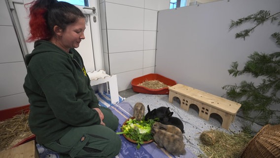 Tierpflegerin füttert Kaninchen im Tierheim Hannover © NDR 