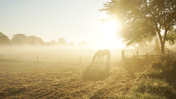 Ein Pferd steht im Morgennebel neben einen Baum auf der Weide. © Photocase Foto: Dirk70