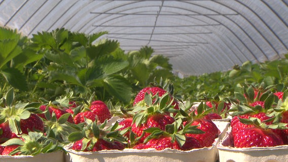 Reife Erdbeeren liegen Verkaufsschalen in einem Folientunnel.  