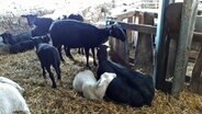 In einem Stall stehen und liegen Ziegen und Lämmer im Stroh. © NDR Foto: Karin Haug