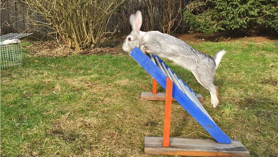 Kaninchen Agilis springt über ein Hinderniss. © NDR Foto: Julia Torn