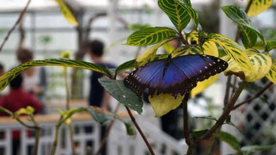 Garten Der Schmetterlinge In Friedrichsruh Ndr De Ratgeber