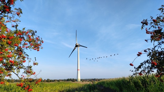 Gänse fliegen am Himmel neben einem Windrad. © NDR Foto: Rex Turnbull