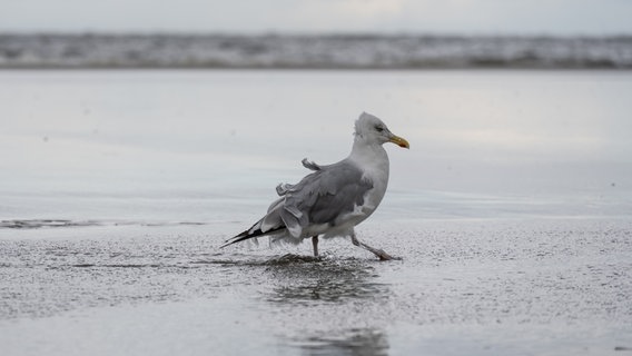 Das Bild zeigt eine Möwe, die von Sturm und Regen zerzaust ist. Aufgenommen wurde das Foto heute Vormittag am Strand von Langeoog. © NDR Foto: Lorenz Wodzinski